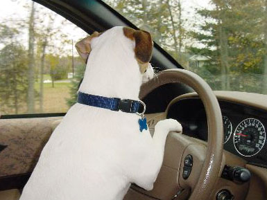 Reisen mit Hund im Auto Image