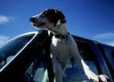 Reisen mit Hund picture