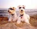 Urlaub mit Hund Image 2